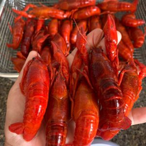 Tôm Hùm Đất Xông Nhiệt Cấp Đông - Size Lớn